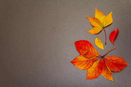 Autumn background with colorful fall leaves. Festive wallpaper, card or border with bright foliage....