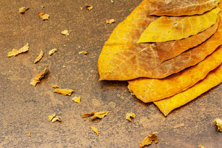 Rough dry tobacco leaves. High quality big leaf ready to be made cigarettes. Stone concrete...