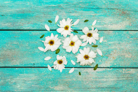 Pattern with frozen chrysanthemums and evergreen leaves. Trendy turquoise old wooden boards...