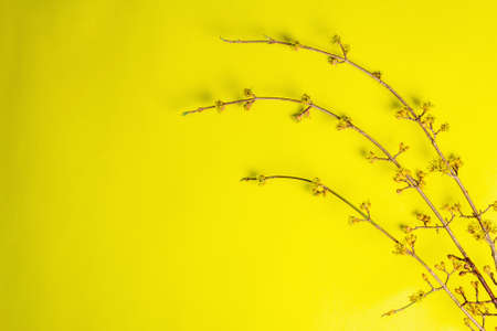 Blooming twigs of dogwood on a yellow sunny background. Spring, Easter, and good mood concept, copy spaceの写真素材