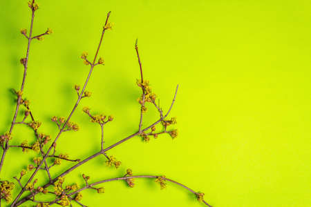 Blooming twigs of dogwood on a green sunny background. Spring, Easter, and good mood concept, top...