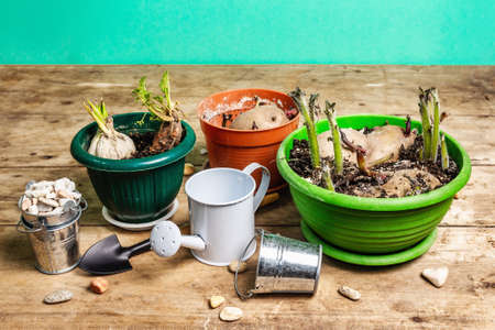 Spring planting and gardening concept. Tools, watering can, flowerpots, buckets, decorative stones. Fresh sprouts of potatoes, carrots, garlic, and onions. Old wooden table, copy spaceの写真素材