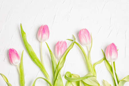 Bouquet of gentle pink tulips on white plaster background. Festive gift, greeting card for Easter,...
