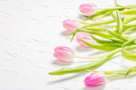 Bouquet of gentle pink tulips on white plaster background. Festive gift, greeting card for Easter,...