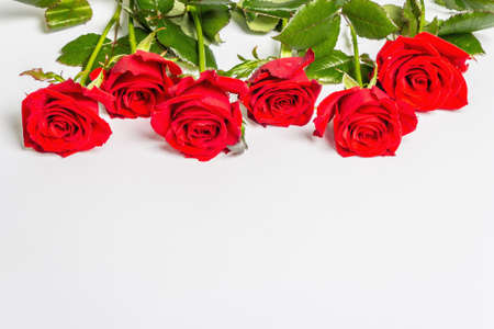 Bright red roses isolated on white background. The festive concept for Weddings, Birthdays, March 8th, Mother's, or Valentine's Day. Greeting card, flat lay, mockup, templateの写真素材