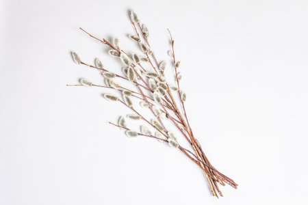Sprig of willow isolated on white background. Willow seals, fluffy buds. Happy Easter conceptの写真素材