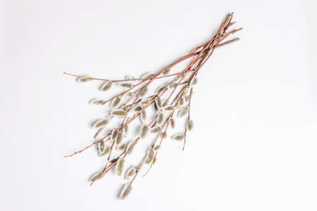 Sprig of willow isolated on white background. Willow seals, fluffy buds. Happy Easter conceptの写真素材