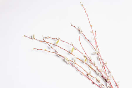 Sprig of willow isolated on white background. Willow seals, fluffy buds. Happy Easter conceptの写真素材