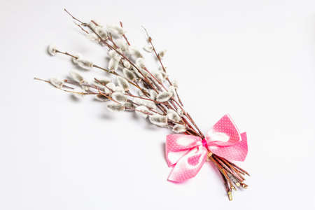 Sprig of willow isolated on white background. Willow seals, fluffy buds. Happy Easter conceptの写真素材