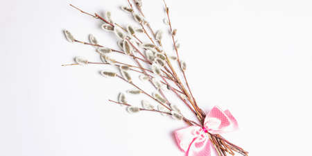 Sprig of willow isolated on white background. Willow seals, fluffy buds. Happy Easter concept, Bannerの写真素材