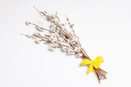 Sprig of willow isolated on white background. Willow seals, fluffy buds. Happy Easter conceptの写真素材