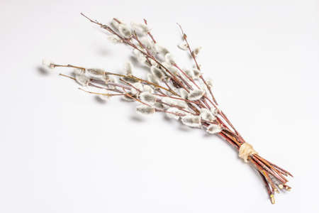 Sprig of willow isolated on white background. Willow seals, fluffy buds. Happy Easter conceptの写真素材