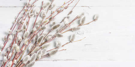 Sprig of willow on old white wooden boards background. Willow seals, fluffy buds. Happy Easter...