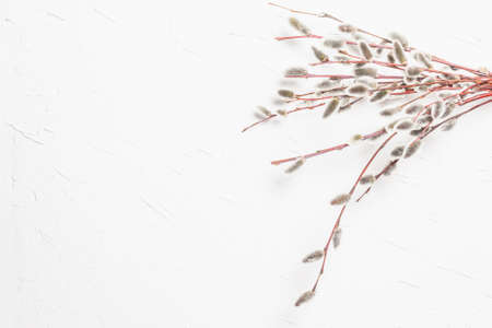 Sprig of willow on white plaster texture wall. Willow seals, fluffy buds. Happy Easter conceptの写真素材