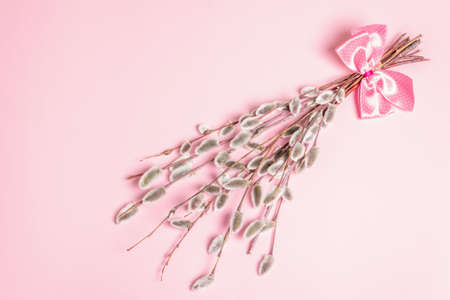 Sprig of willow isolated on pastel pink background. Willow seals, fluffy buds. Happy Easter conceptの写真素材