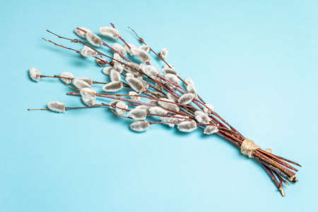 Sprig of willow isolated on pastel blue background. Willow seals, fluffy buds. Happy Easter conceptの写真素材