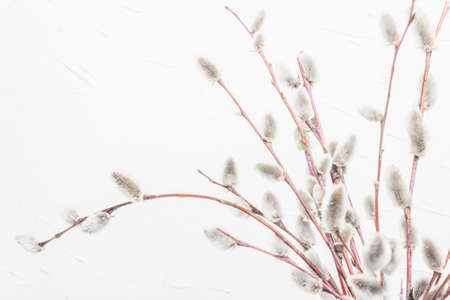 Sprig of willow on white plaster texture wall. Willow seals, fluffy buds. Happy Easter conceptの写真素材