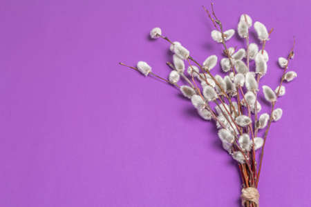 Sprig of willow isolated on pastel lilac background. Willow seals, fluffy buds. Happy Easter conceptの写真素材