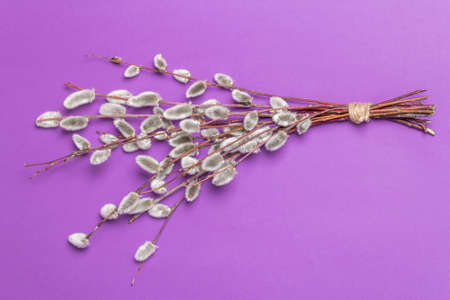 Sprig of willow isolated on pastel lilac background. Willow seals, fluffy buds. Happy Easter conceptの写真素材
