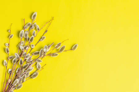 Sprig of willow isolated on yellow background. Willow seals, fluffy buds. Happy Easter conceptの写真素材
