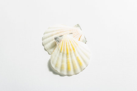 Seashells isolated on white background. Vacation concept, sea card. A trendy hard light, dark...