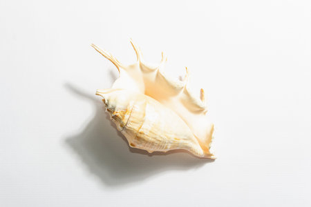 Single seashell isolated on white background. Vacation concept, sea card. A trendy hard light, dark shadow, flat lay, mockup, templateの写真素材