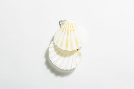 Seashells isolated on white background. Vacation concept, sea card. A trendy hard light, dark...