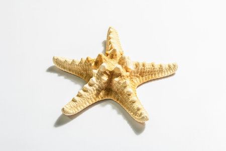 Single starfish isolated on white background. A modern hard light, dark shadow, flat lay, mockup, templateの写真素材