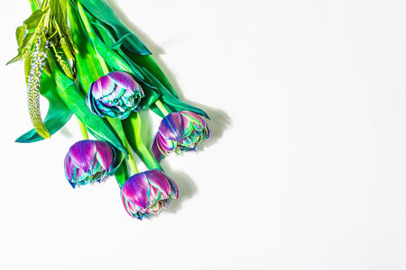 A bouquet of unusual multicolored tulips isolated on white background. Trendy hard light, dark...