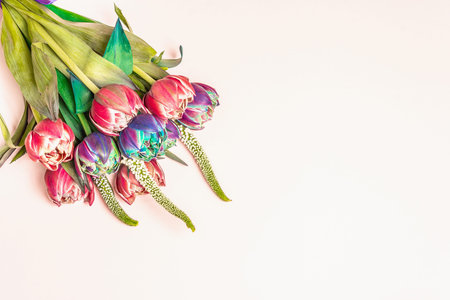 A bouquet of unusual multicolored tulips. Fresh flowers, holiday gift concept. Pastel pink...
