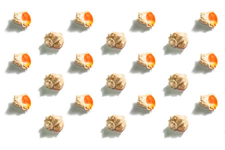 Seashells pattern isolated on white background. Vacation concept, sea card. A trendy hard light, dark shadow, flat lay, mockup, templateの写真素材