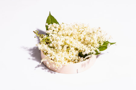Fresh elderberry flowers isolated on white background. Ingredient for healthy food concept. Modern hard light, dark shadowの写真素材