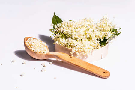 Fresh elderberry flowers isolated on white background. Ingredient for healthy food concept. Modern hard light, dark shadowの写真素材