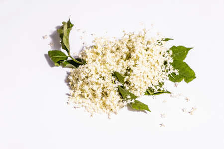 Fresh elderberry flowers isolated on white background. Ingredient for healthy food concept. Modern hard light, dark shadowの写真素材