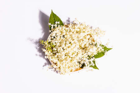 Fresh elderberry flowers isolated on white background. Ingredient for healthy food concept. Modern hard light, dark shadowの写真素材