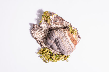 Mushroom fungus or Fomes fomentarius on isolated on white background