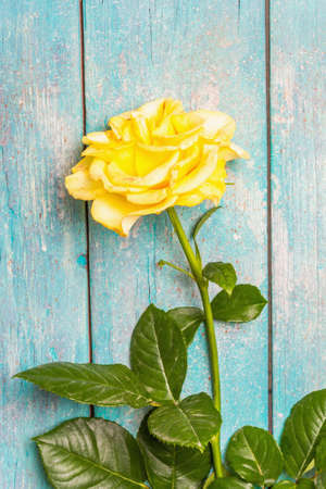 Rose decorative background. Fresh yellow flower, hard light, dark shadow. Turquoise wooden boards background, place for textの写真素材
