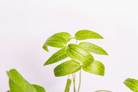 Leaves of young greenery isolated on white. Gardening concept, spring seasonal works. Planting, seedlings, background with small soybean leaves, place for textの写真素材
