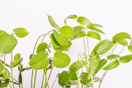 Leaves of young greenery isolated on white. Gardening concept, spring seasonal works. Planting,...