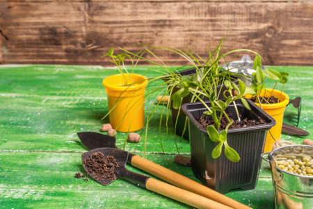 Spring planting and gardening concept. Tools, watering can, flowerpots, buckets, decorative stones. Fresh sprouts of soybeans, mung bean, peanuts, lupine, lawn grass. Old wooden table, copy spaceの写真素材