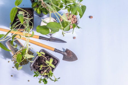 Spring planting and gardening concept. Tools, flowerpots, buckets, decor. Fresh sprouts of soybeans,...