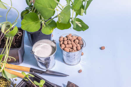 Spring planting and gardening concept. Tools, flowerpots, buckets, decor. Fresh sprouts of soybeans, mung bean, peanuts, lupine. Trendy hard light, dark shadow on blue background, copy spaceの写真素材