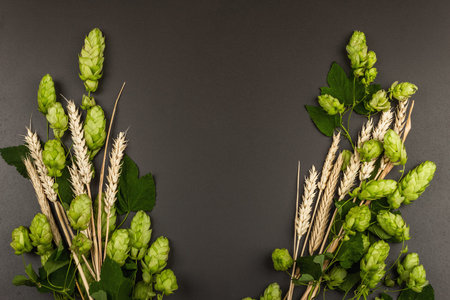 Wheat beer concept background. Cones of hops and wheat ears arranged symmetrically on the black...
