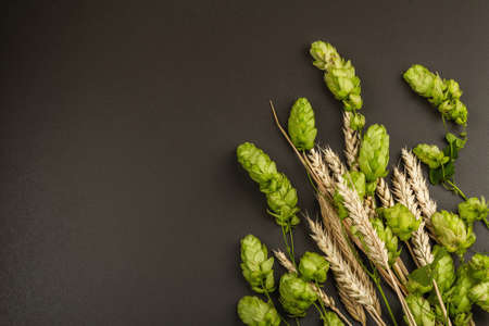 Wheat beer concept background. Cones of hops and wheat ears are arranged on the black stone concrete surface. Oktoberfest template with copy space, top viewの写真素材