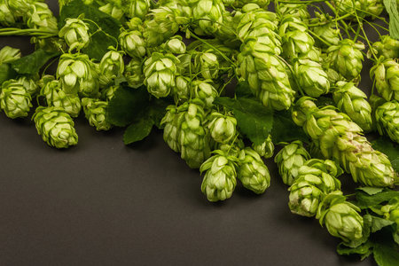 Green ripe hop cones for brewery or bakery background. A natural ingredient, black stone concrete...
