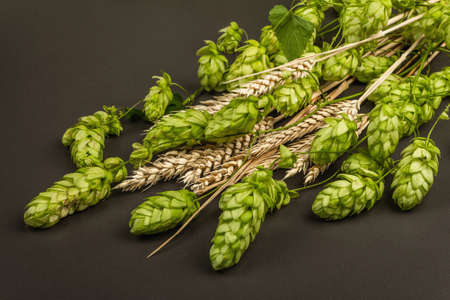 Wheat beer concept background. Cones of hops and wheat ears are arranged on the black stone concrete surface. Oktoberfest template with copy space, close upの写真素材