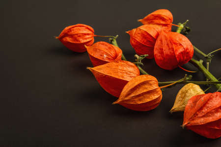 Physalis alkekengi or Chinese lantern on black stone concrete background. Orange lampion flowers on branches, element of autumn decor, close upの写真素材