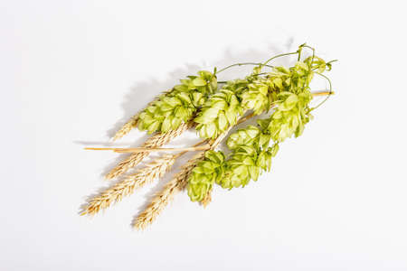 Cones of hops and wheat ears isolated on white background. Oktoberfest template, wheat beer conceptの写真素材