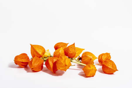 Physalis alkekengi or Chinese lantern isolated on white background. Orange lampion flowers on branches, element of autumn decorの写真素材