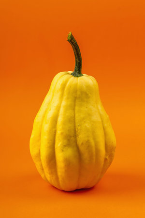 Ripe yellow pumpkin isolated on bright orange background. Whole squash, traditional festive...